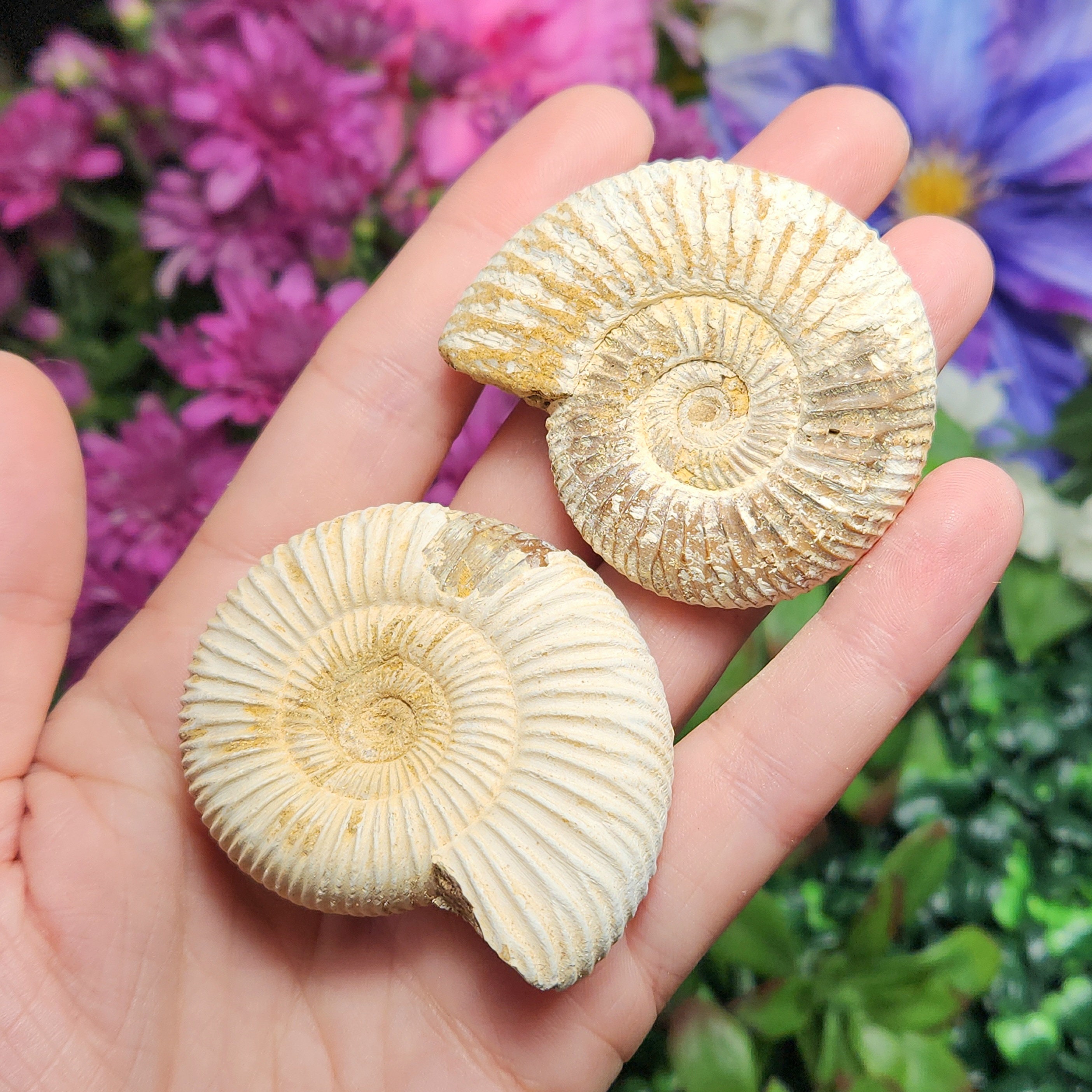 天然アンモナイト化石標本：フィボナッチ螺旋 - Etsy 日本