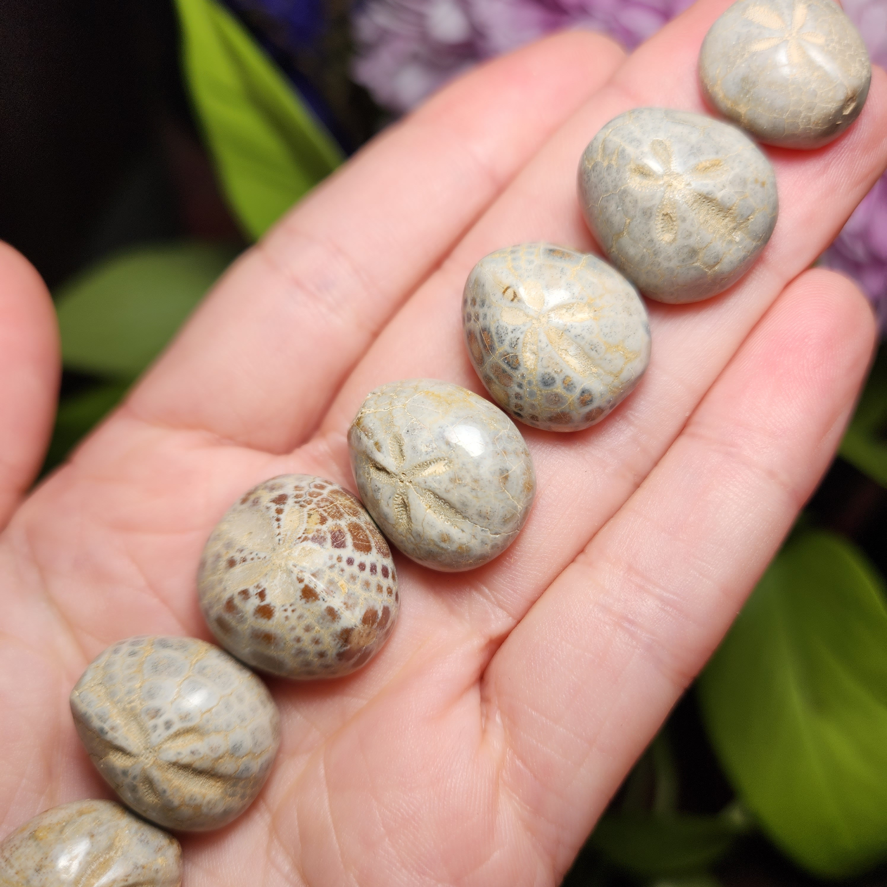 サンドダラーの化石標本：本物の天然海底化石 - Etsy 日本