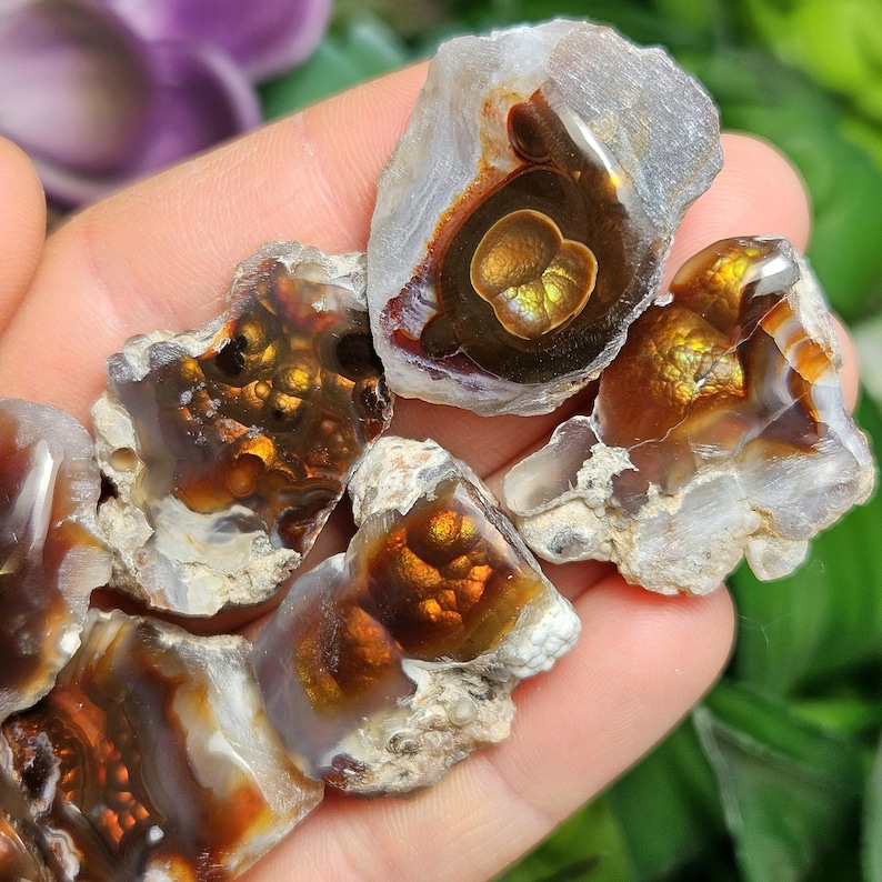 May include: A collection of agate slices with brown, orange, and white banding. The agate has a translucent quality and shows a variety of patterns and textures.