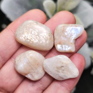 Puede incluir: Cuatro piedras de luna pulidas. Las piedras son de color blanco cremoso con destellos iridiscentes azules y dorados. Las piedras tienen una forma suave y redondeada y miden aproximadamente 2,5 cm de largo.
