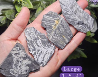 ペンシルバニア産シダ化石標本：植物化石石 - Etsy 日本