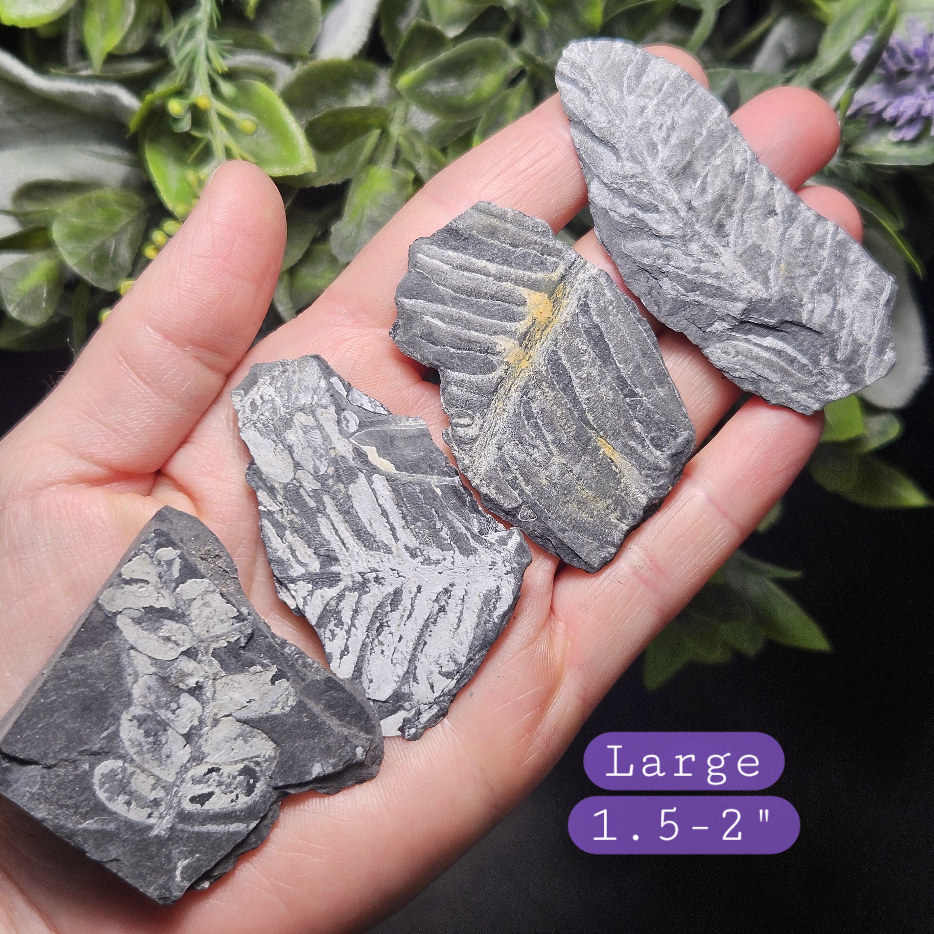 ペンシルバニア産シダ化石標本：植物化石石 - Etsy 日本