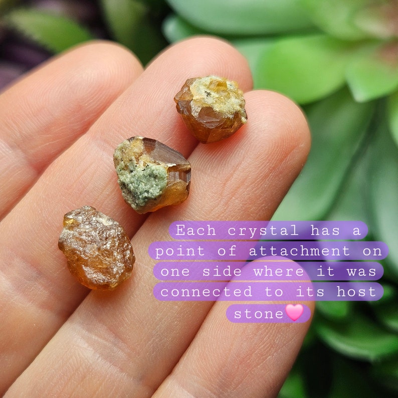 May include: Three raw, golden-brown crystals with rough textures and a point of attachment, as stated in the image. The crystals are held in a hand, with a blurred green background.