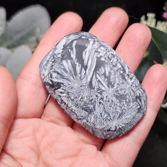 Chrysanthemum Stone, Polished Palm Stone - Flower Stone - Chrysanthemum Crystal Palm