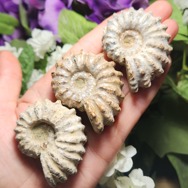 May include: Three fossilized ammonite shells with a spiral design. The shells are beige and off-white, with visible ridges and a textured surface. The fossils are held in a hand, with a background of purple and white flowers.