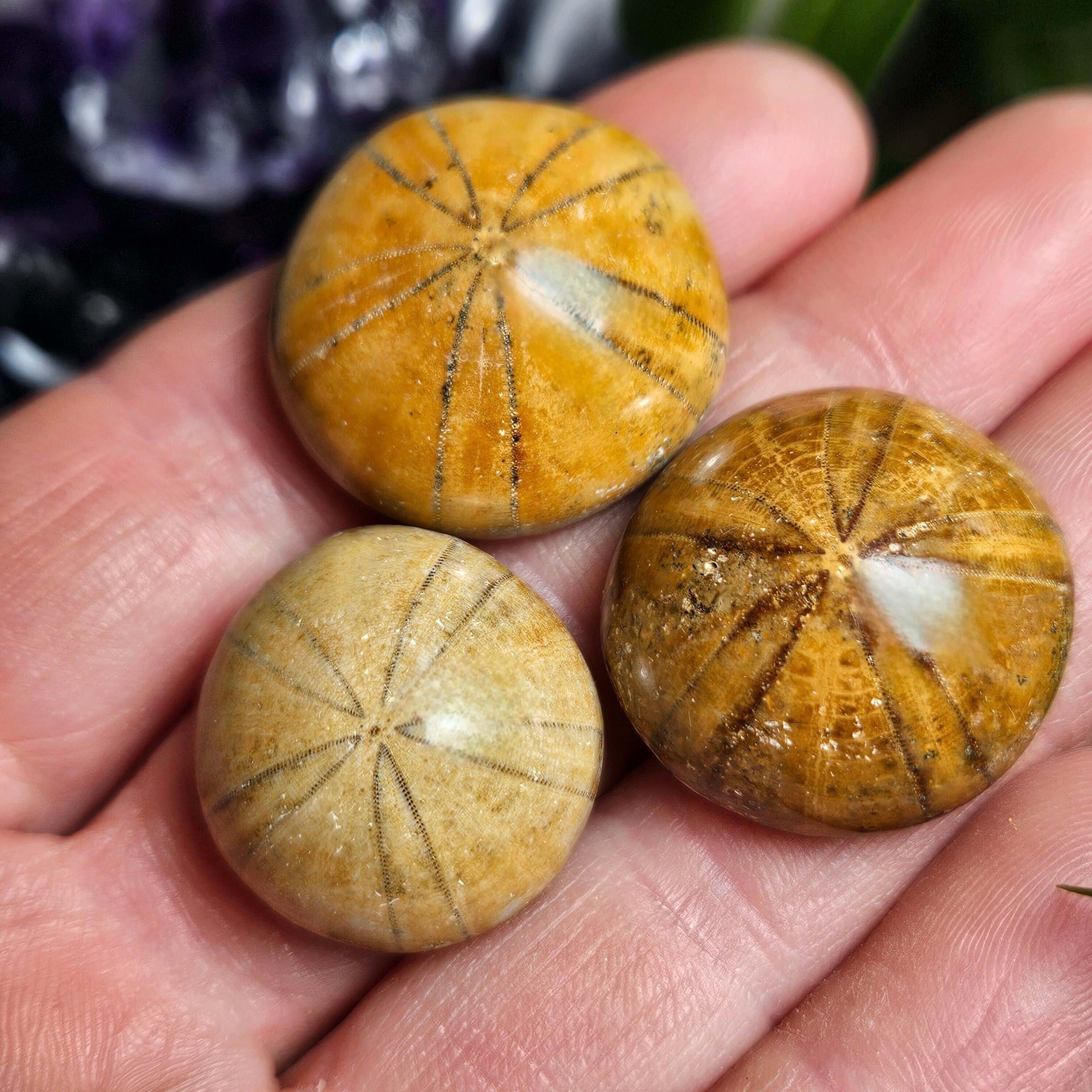 ウニ化石 TOXASTER 化石 約1億2000万年前（国産の絶滅ウニ