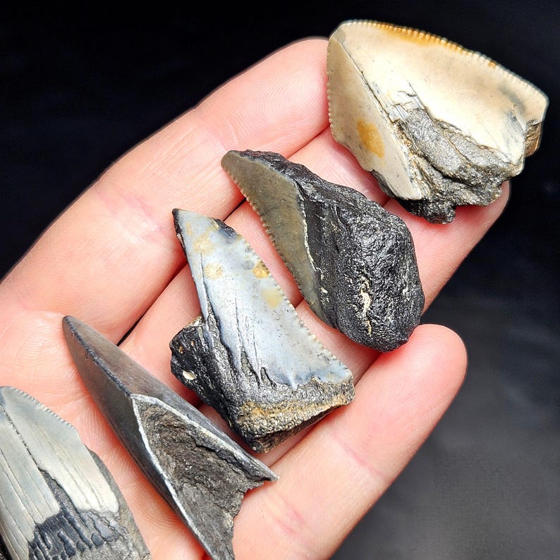 May include: A collection of fossilized shark teeth in various sizes and colors, including black, gray, and off-white. The teeth have serrated edges and are displayed against a dark background.