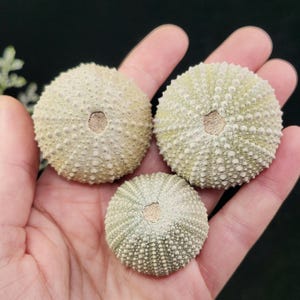 May include: Three sea urchin shells in varying sizes, held in a hand. The shells are primarily off-white with subtle green and tan hues. Each shell has a central opening and a textured, spiky surface, showcasing natural marine decor.