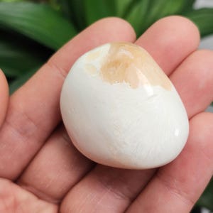 May include: A smooth, oval-shaped stone with a creamy white base and a patch of light tan color on top. The stone is held in a hand, with a green leafy background.