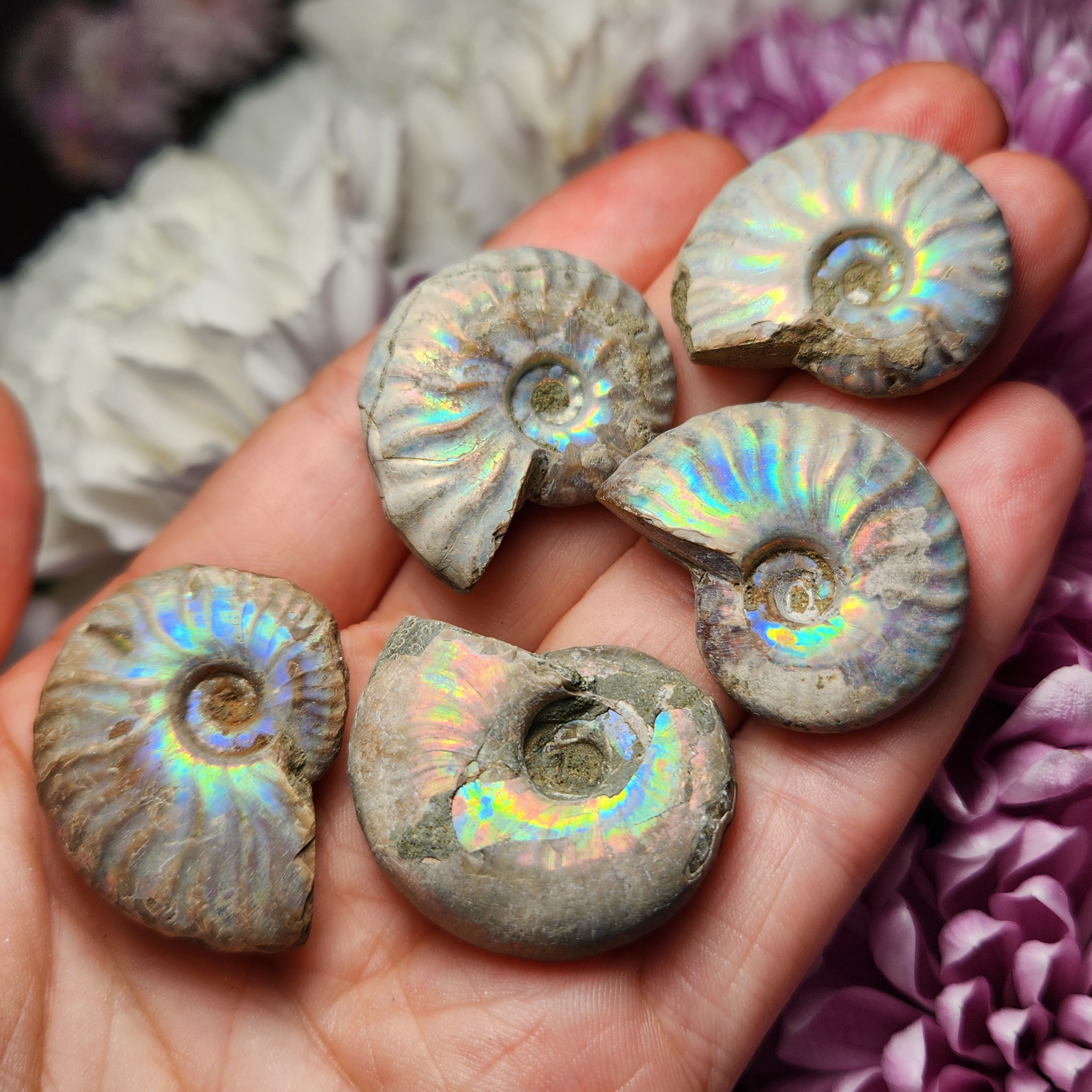 オパール化したアンモナイトの化石標本：虹色の輝き - Etsy 日本