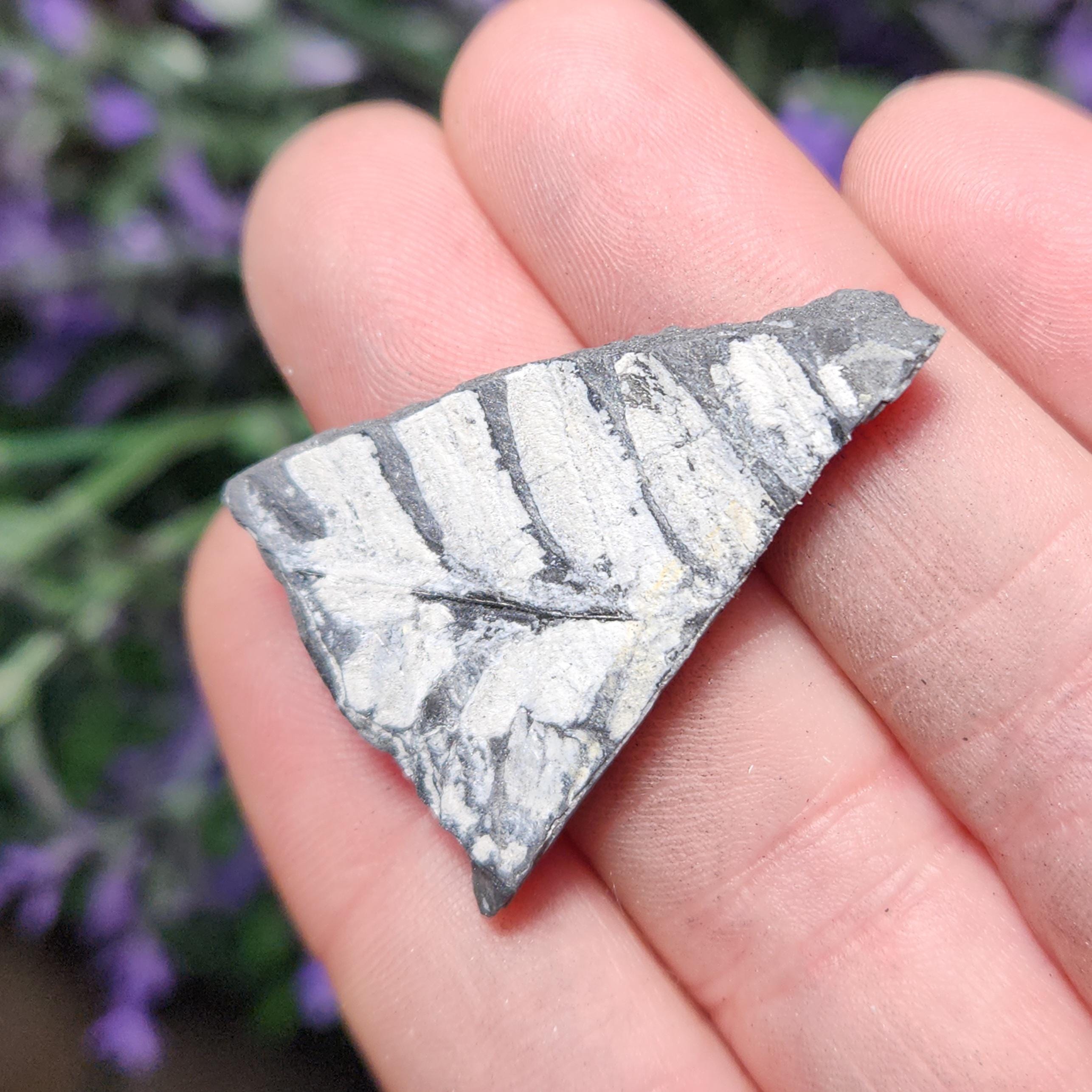 ペンシルバニア産シダ化石標本：植物化石石（1インチ以上） - Etsy 日本