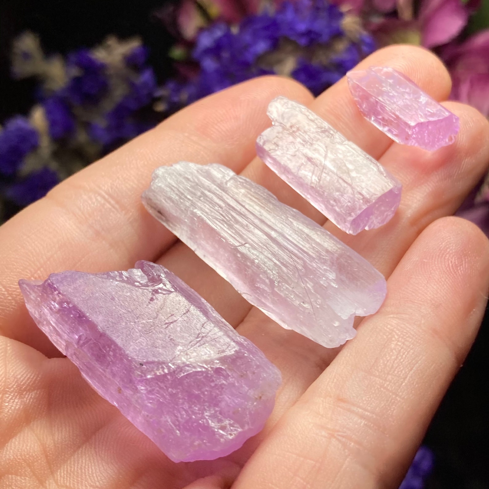 Raw pale pink and lavender Kunzite crystals displayed in a hand, used for balancing Aries energy, with purple flowers in soft focus