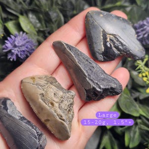 May include: Several fossilized shark teeth in varying shades of gray and tan are displayed. The teeth are held in a hand, with a purple and green background. The text "Large 15-20g, 1.5"+" is visible.