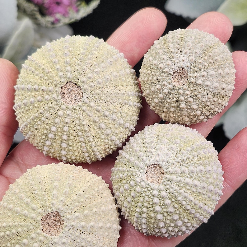 May include: Four pale green sea urchin shells with textured surfaces and central openings are held in a hand. The shells have a round shape and are covered in small, white, rounded bumps. The shells are a natural, organic item.
