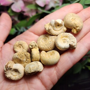 Peut inclure: Une collection d'ammonites fossilis&eacute;es de diff&eacute;rentes tailles et formes, allant du beige clair au beige fonc&eacute;. Les ammonites sont dispos&eacute;es sur une main, mettant en valeur leurs motifs en spirale complexes.