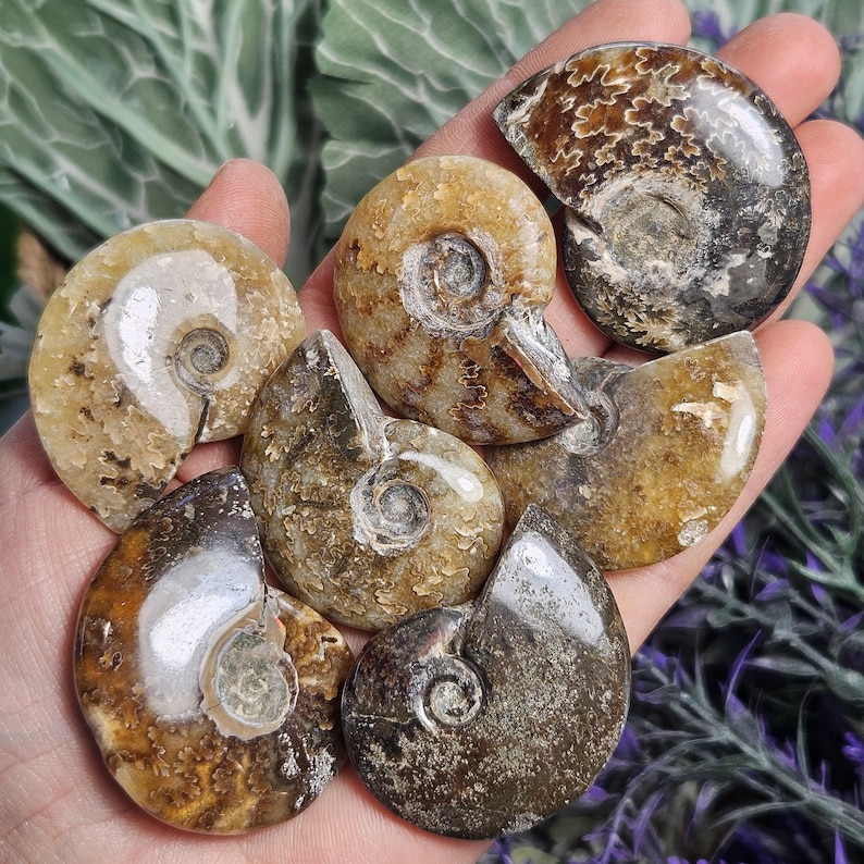 May include: A collection of six fossilized ammonites in various shades of brown, beige, and gray. The ammonites are polished and have a smooth, shiny surface. They are arranged in a hand, with the largest ammonite at the top.