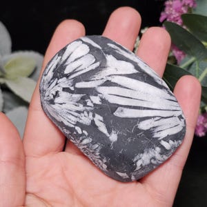Chrysanthemum Stone, Polished Palm Stone - Flower Stone - Chrysanthemum Crystal Palm image 4