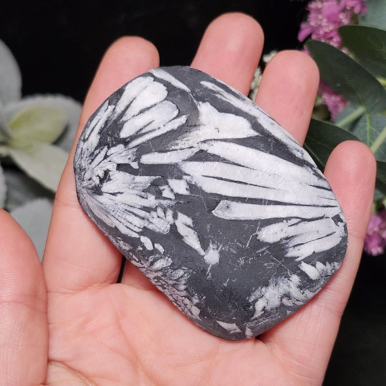Chrysanthemum Stone, Polished Palm Stone - Flower Stone - Chrysanthemum Crystal Palm image 4