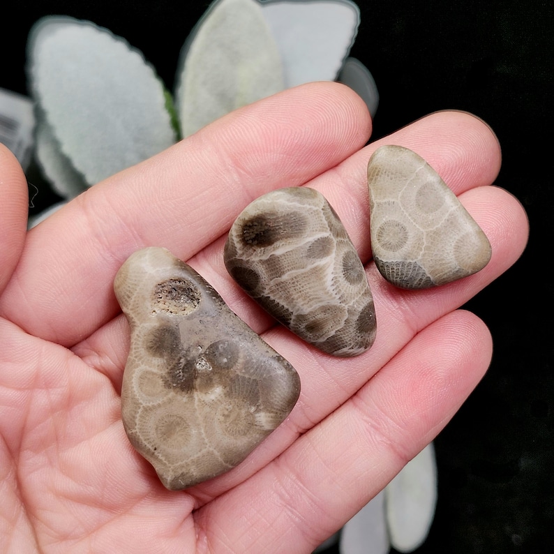 Peut inclure: Trois pierres de corail fossilis&eacute;es aux tons bruns et beiges sont pr&eacute;sent&eacute;es. Les pierres pr&eacute;sentent des motifs et des textures complexes, avec des formations circulaires et lin&eacute;aires visibles. Les pierres sont tenues dans une main, mettant en valeur leur beaut&eacute; naturelle et leurs formes uniques.