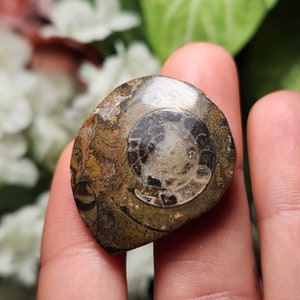 May include: A polished ammonite fossil. The shell features a spiral design in brown, tan, and cream hues. The fossil is held in a hand, with a blurred background of green and white.