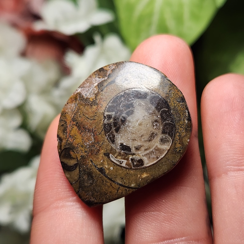 May include: A polished ammonite fossil. The shell features a spiral design in brown, tan, and cream hues. The fossil is held in a hand, with a blurred background of green and white.