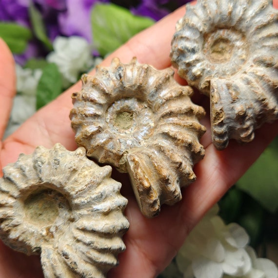 Ammonite Fossil, Natural Fossilized Ammonite
