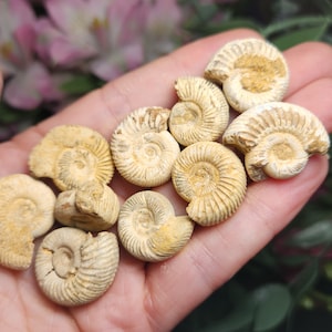 Peut inclure: Une collection d'ammonites fossilis&eacute;es de diff&eacute;rentes tailles et formes, avec une palette de couleurs cr&egrave;me et marron. Les ammonites sont dispos&eacute;es sur une main, mettant en valeur leurs motifs en spirale complexes.
