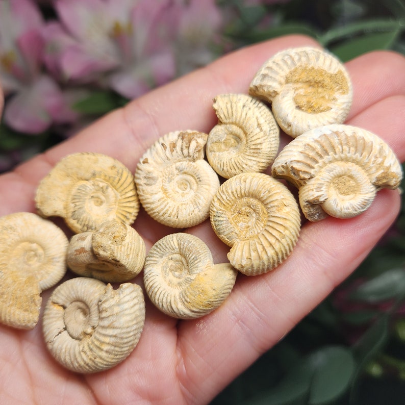 Peut inclure: Une collection d'ammonites fossilis&eacute;es de diff&eacute;rentes tailles et formes, avec une palette de couleurs cr&egrave;me et marron. Les ammonites sont dispos&eacute;es sur une main, mettant en valeur leurs motifs en spirale complexes.