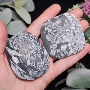 May include: Two gray, irregularly shaped stones with white, fern-like patterns are held in a hand. The stones have a smooth texture and a dark gray base color. The patterns are intricate and detailed, creating a striking contrast.