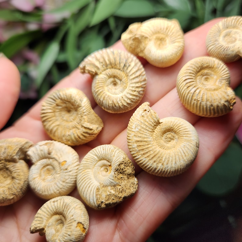 Peut inclure: Une collection d'ammonites fossilis&eacute;es de diff&eacute;rentes tailles et formes. Les ammonites sont de couleur beige p&acirc;le et pr&eacute;sentent un motif en spirale.