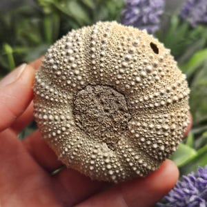 May include: A beige sea urchin shell with a textured surface covered in small, white bumps. The shell has a circular shape with a central, textured area. The shell is held in a hand, with a blurred background of green and purple.