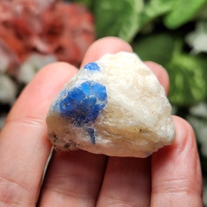 May include: A small, white, rough-textured rock with a cluster of blue crystals embedded in it.