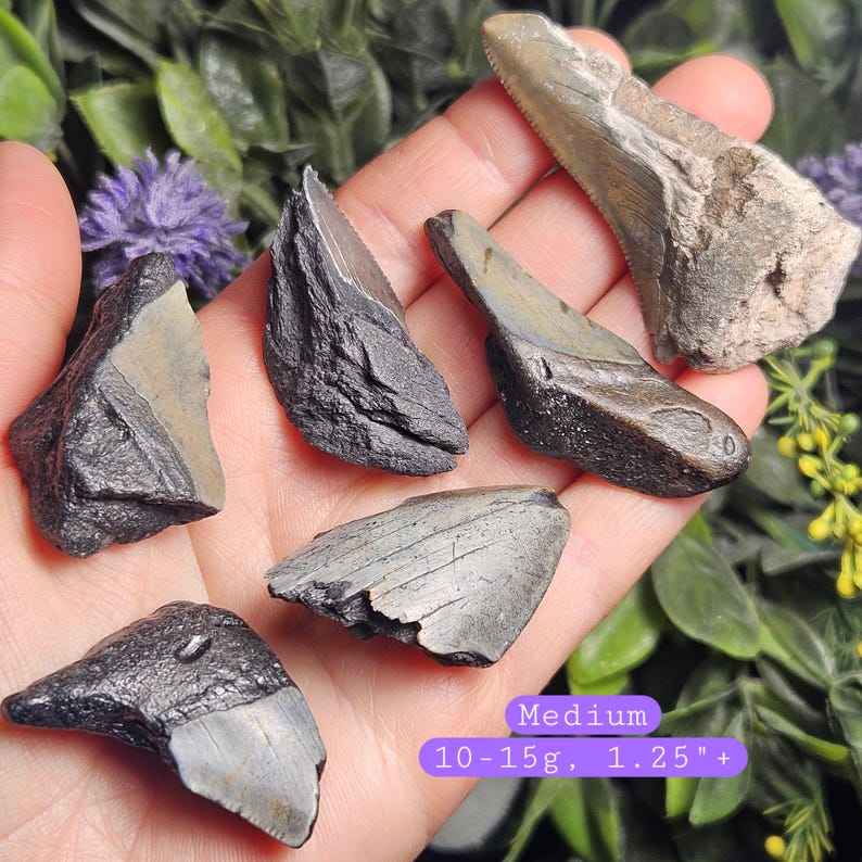 May include: A collection of fossilized shark teeth in various shades of gray and brown. The teeth are of different sizes and shapes, with visible serrations and textures. The image includes text that reads "Medium 10-15g, 1.25"+"