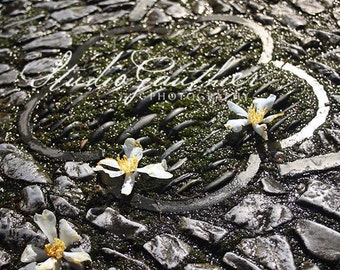 Chinese Garden 12x18 B&W Photo, shimmering glistening stones, Stone path, Gardenias, rainy art, sparkling path Classical Chinese Garden