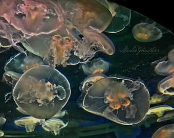Photo jellyfish | Jellyfish Art photo | Marine biology | sea creatures | black and white photo