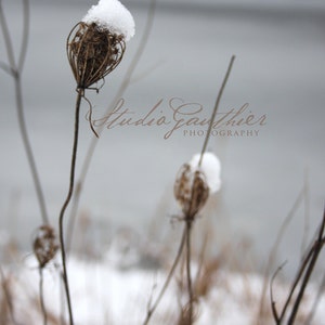 Snow PHOTO, gray winter scene, somber snowy Michigan, moody nature, Queen Anne's lace, gray fine art, gray decor dreisht botanical art image 1