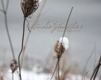 Snow PHOTO, gray winter scene, somber snowy Michigan, moody nature, Queen Anne's lace, gray fine art, gray decor dreisht botanical art