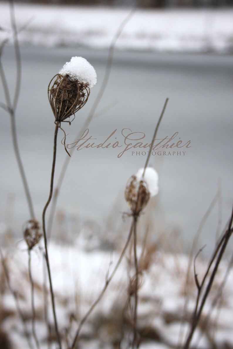 Snow PHOTO, gray winter scene, somber snowy Michigan, moody nature, Queen Anne's lace, gray fine art, gray decor dreisht botanical art image 1