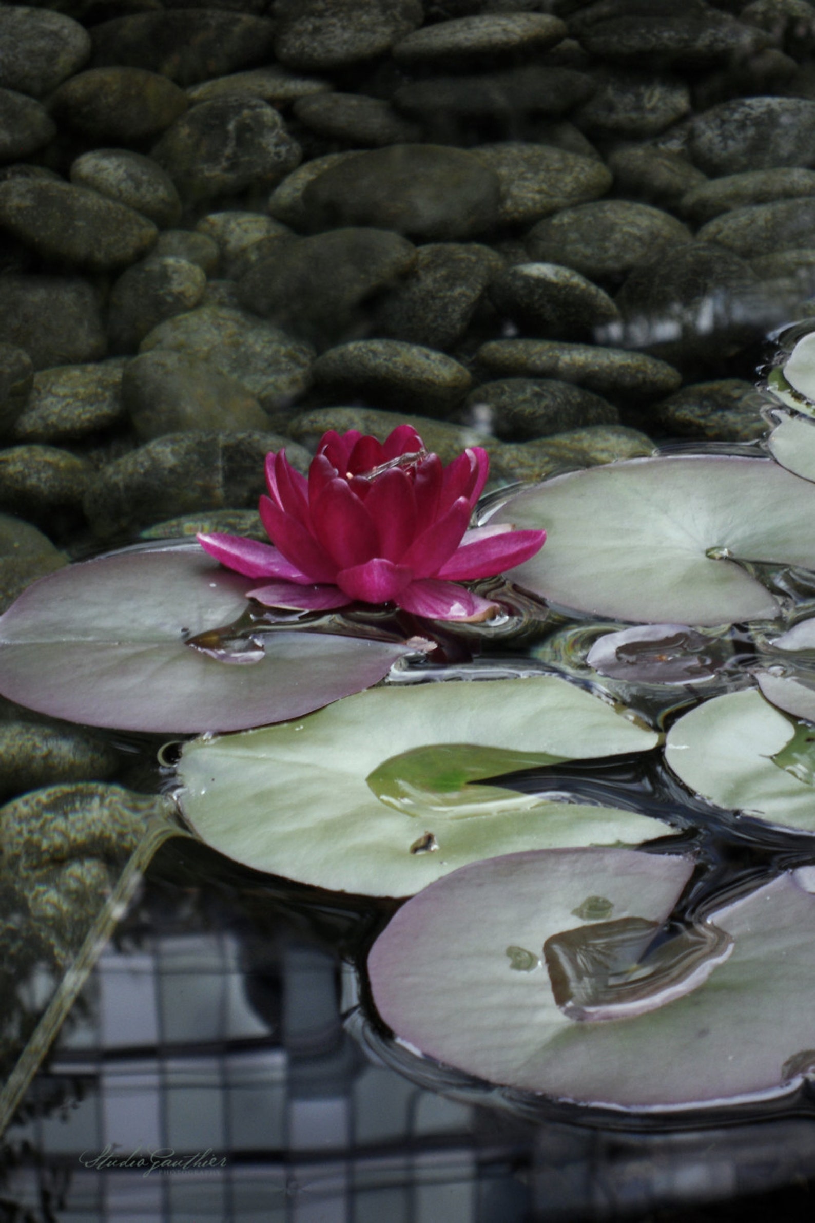Zen Garden PHOTO Magenta Lily Shower Curtain Pink Lilypads Etsy