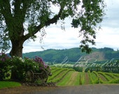 Photo: Winery Vineyard, Yamhill County Oregon landscape | verdant green landscape, purple flowers, pastoral hillside - Shower Curtain