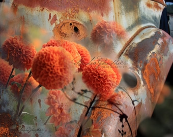 11x14 Giclee modern Photo, rusty car,  Orange Mums, Crysanthemum w gray, Dendranthema, Portland Artist LeeAnn Gauthier