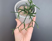 Hatiora Herminiae, Rare Hatiora, Dancing-Bones Cactus, Hatiora Pink Flowers, Bottle Cactus, Epiphytic Cactus Pink Blloms, Rhipsalis