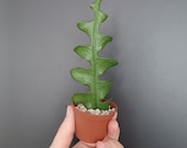 Fishbone Cactus Rooted Cutting White Blooms, Zig Zag Cactus, Ric Rac Orchid Cactus, Disocactus, Epiphyllum Anguliger, Easy Houseplant