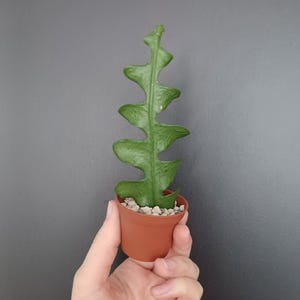 Fischgrätenkaktus verwurzelte weiße Blüten, Zick-Zack-Kaktus, Ric Rac Orchideenkaktus, Disocactus, Epiphyllum Anguliger, Einfache Zimmerpflanze