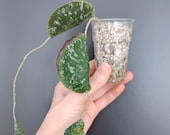 Hoya Imbricata 2 Rooted Cuttings, Rare Shingling Hoya Plant, Exotic Easy Care Houseplant, Tropical Collector’s Vine, Rare Hoya Cutting