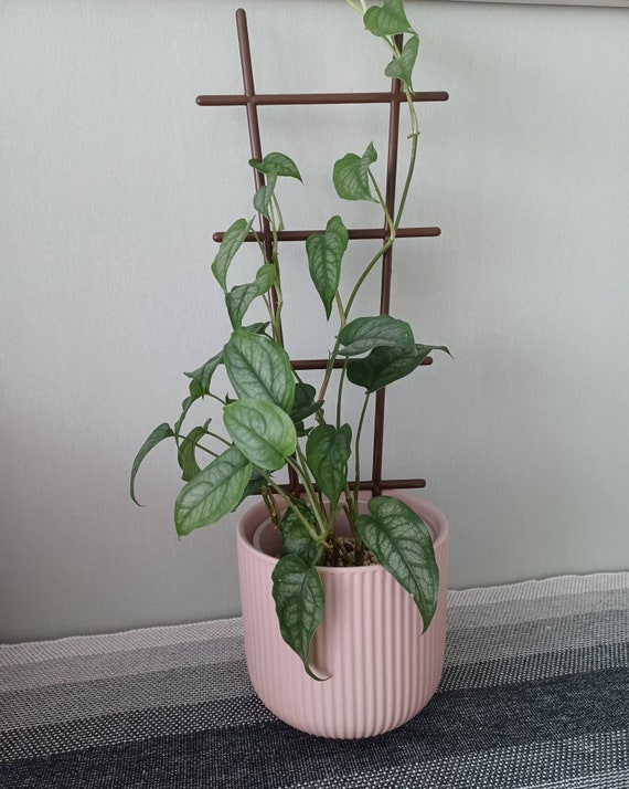 Set of Two Houseplant Climbing Supports, Climbing Trellis, Climbing Plant  Support, Houseplant Accessories, Plant Trellis Houseplant Trellis - Etsy
