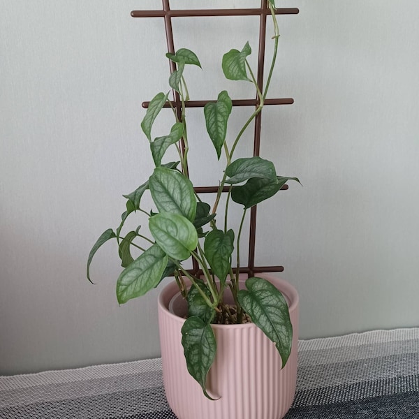 Set of Two Houseplant Climbing Supports, Climbing TrellIs,  Climbing Plant Support, Houseplant Accessories, Plant Trellis Houseplant Trellis