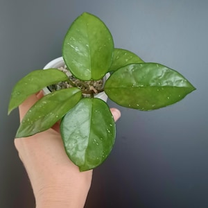 Hoya Carnosa Freckles, 2 gut verwurzelte Stecklinge, spritzige Variegation, seltene und verwurzelte Stecklinge, Wachspflanze, Porzellanblume, einfache Zimmerpflanze
