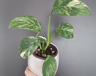 Monstera Lechleriana Variegata, Monstera pstrokata, Rzadki Aroid, Żywa roślina doniczkowa, Monstera pstrokata, Rzadki Monstera