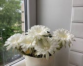 Echinopsis Oxygona Cactus Pup, White Blooms, White Easter Lily Cactus Pup, Fragrant Large White Blooming Cactus, Easy Care Houseplant
